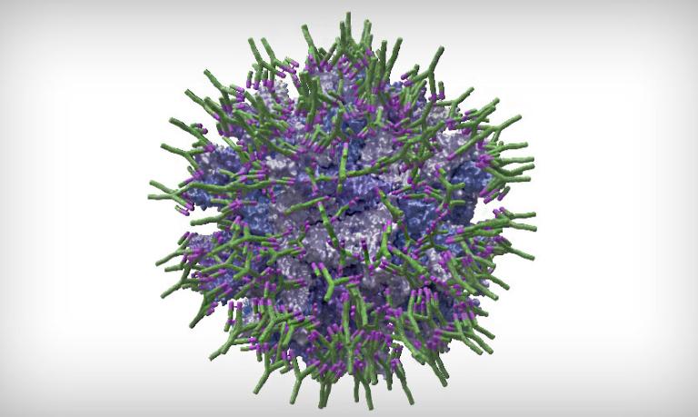 virus-gumboro-IBDV-coated-antibodies-IgY