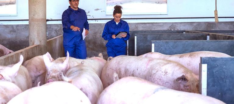 Edema-disease-in-pigs