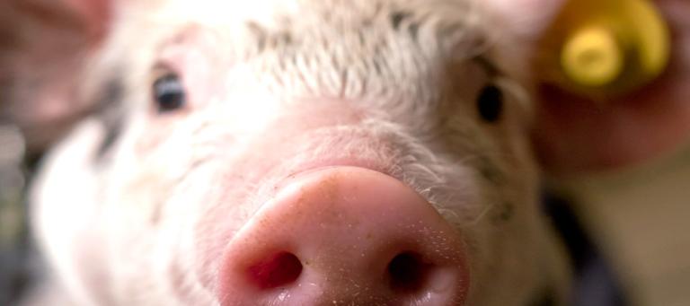 atrophic-rhinitis-pigs-2