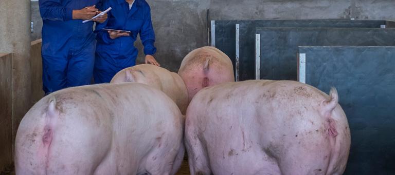 edema-disease-piglets (1)