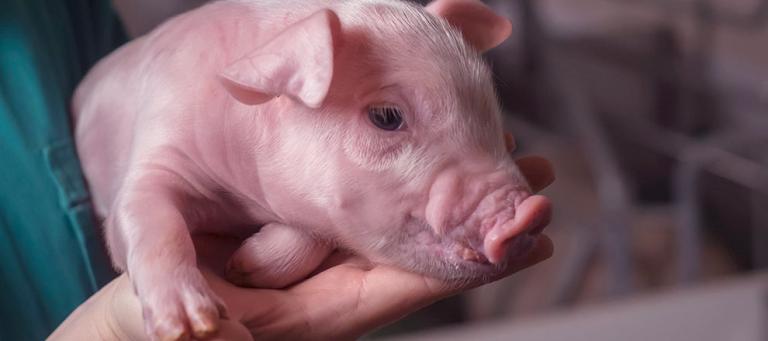 Scours In Piglets Clostridial diarrheas in piglets: A review | HIPRA