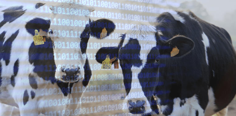 hiprastats-data-analysis-CATTLE