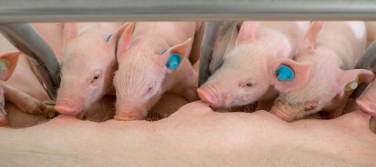 reduction-of-viremia-and-PRRSv-secretion-in-piglets