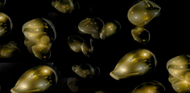 nexhyion-mhyo-swine-video-thumbn