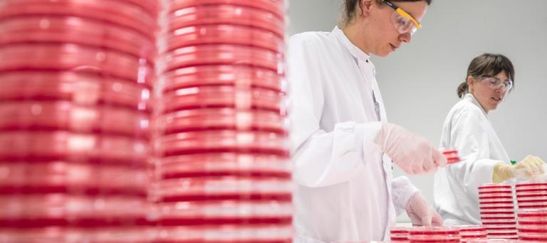 Efficacy of UBAC® vaccine against an experimental intramammary heterologous challenge in dairy heifers (bacterial count, scc and serological response)