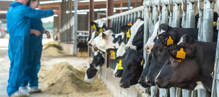 Case Report: Field experience with a polyvalent mastitis vaccine on a commercial dairy farm infected with Klebsiella