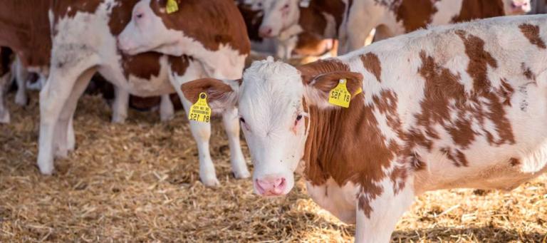 Prevention of IBR circulation using a gE-/tk- deleted vaccine with a double primovaccination in two Belgian farms positive despite years of vaccination