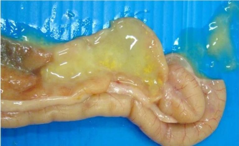 Eimeria praecox: a brief story of the big unknown of coccidiosis in poultry