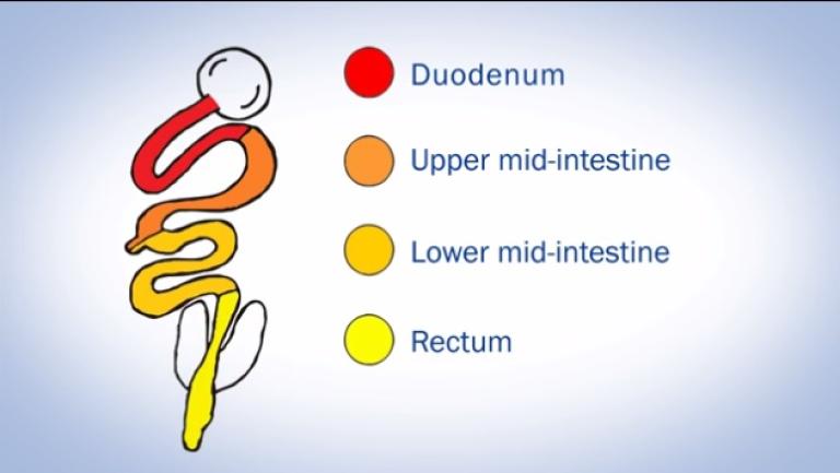 Eimeria_species_illustration