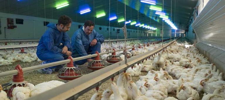 SESSIO+GRANJA+JULIOL+2016_33