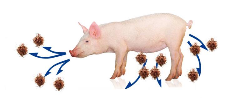 epidemiology-and-pathogenesis2