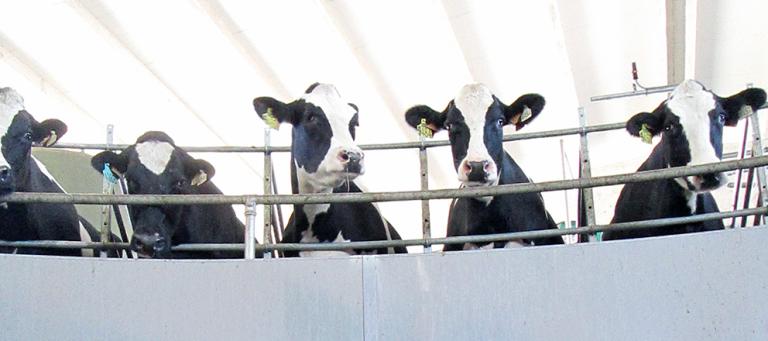 Efficacy and safety under field conditions of the new vaccine UBAC® against Streptococcus uberis intramammary infections in dairy cows