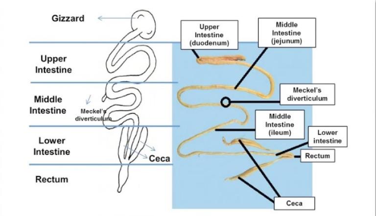 lession_score_method