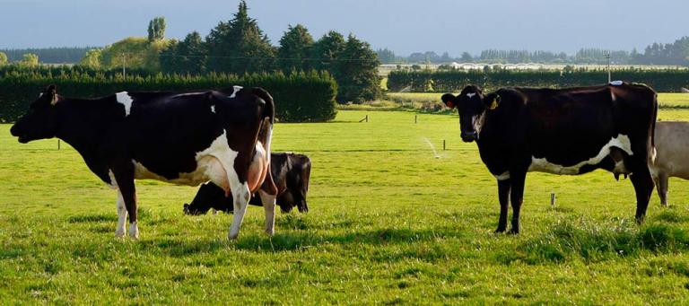 Effect of vaccination with a modified-live vaccine on eradication of BOHV-1 infection on a dairy farm (economic impact and clinical problems)