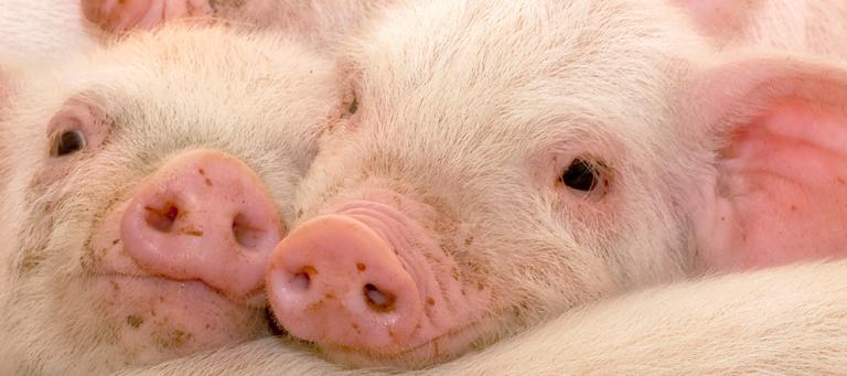 swine