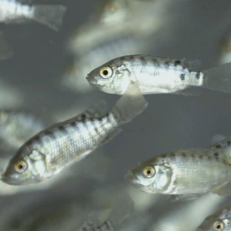 Aqua Tilapia