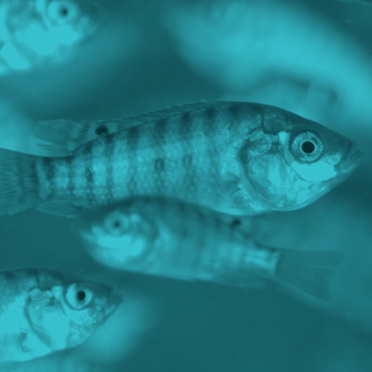 fish vaccination