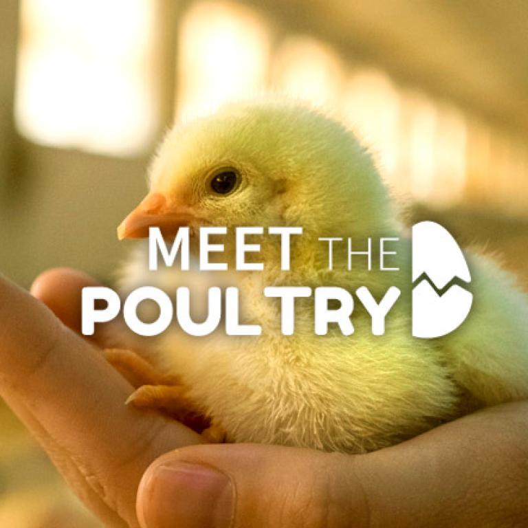 Knowledge-meet-the-poultry2