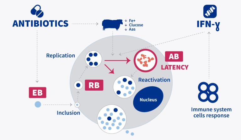 antibiotics-and-chlamydia-abortus-4