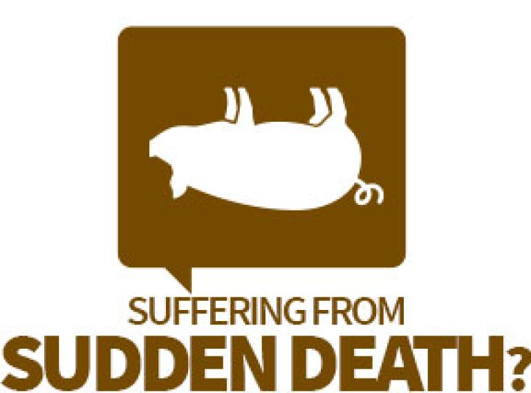 sow-mortality-sudden-death