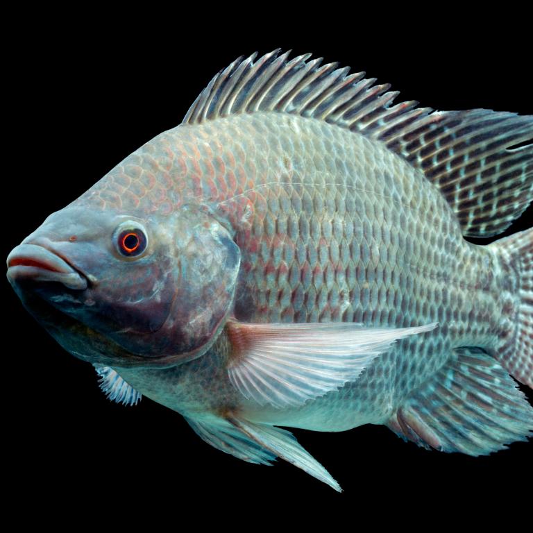 HIPRASTATS AQUA