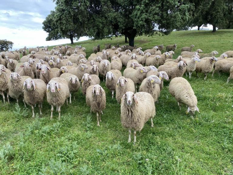 news sheep