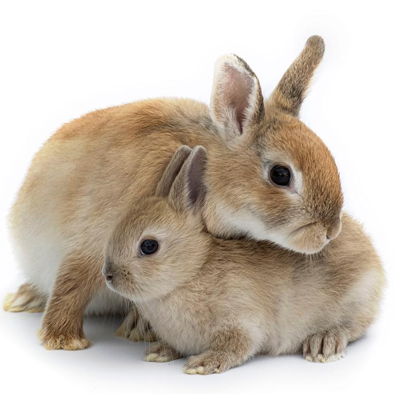 Rabbits