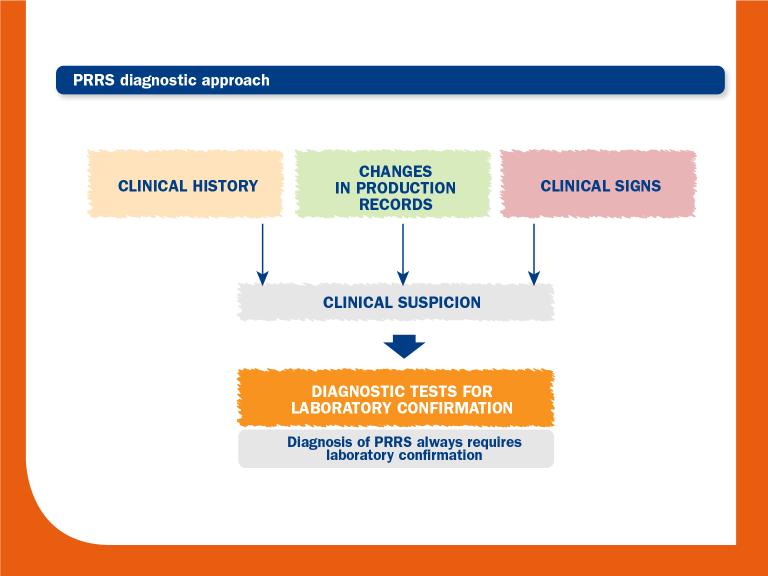 prrs diagnostic