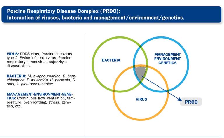 cocunrrent infrections prrs