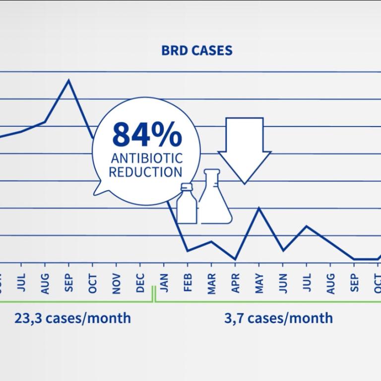 BRD cases Cattle