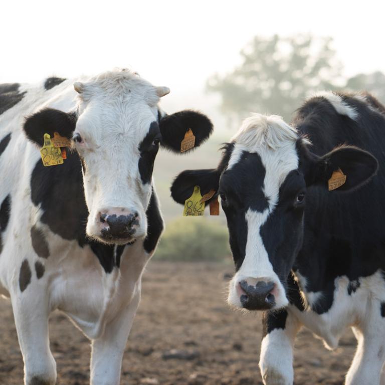 mastitis dairy cows