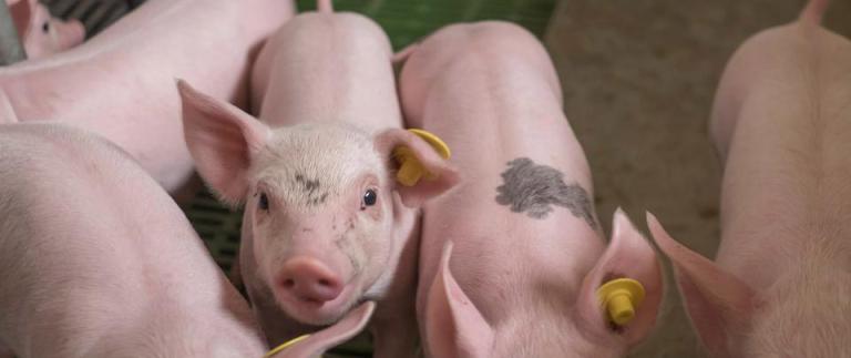 Swine Animal Health