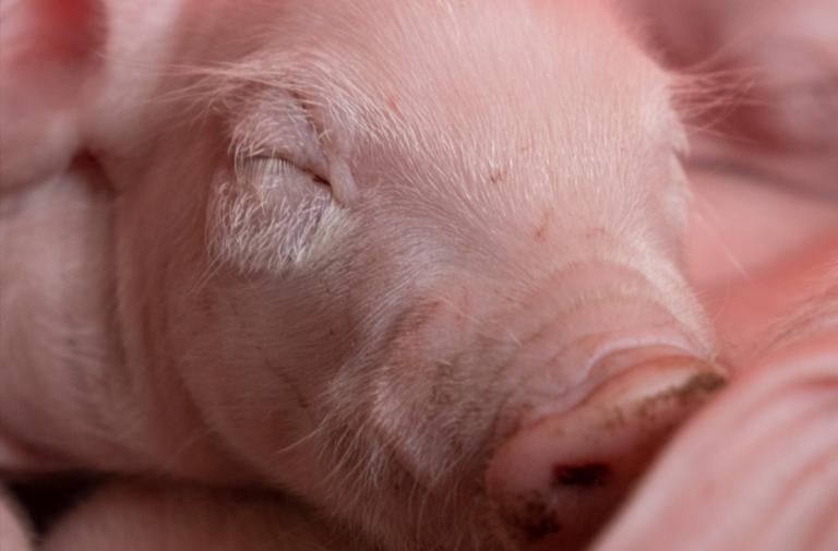 clostridioides difficile pathogenesis