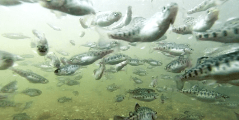 Prevention: against lactococcosis fish