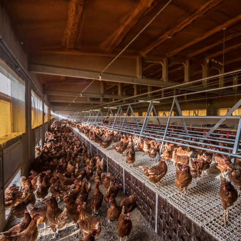 Poultry Farm
