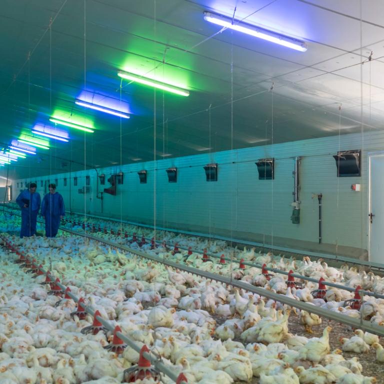 Poultry Farm