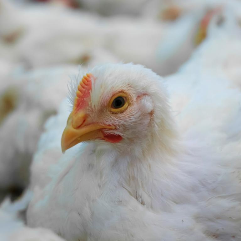 Broilers farm