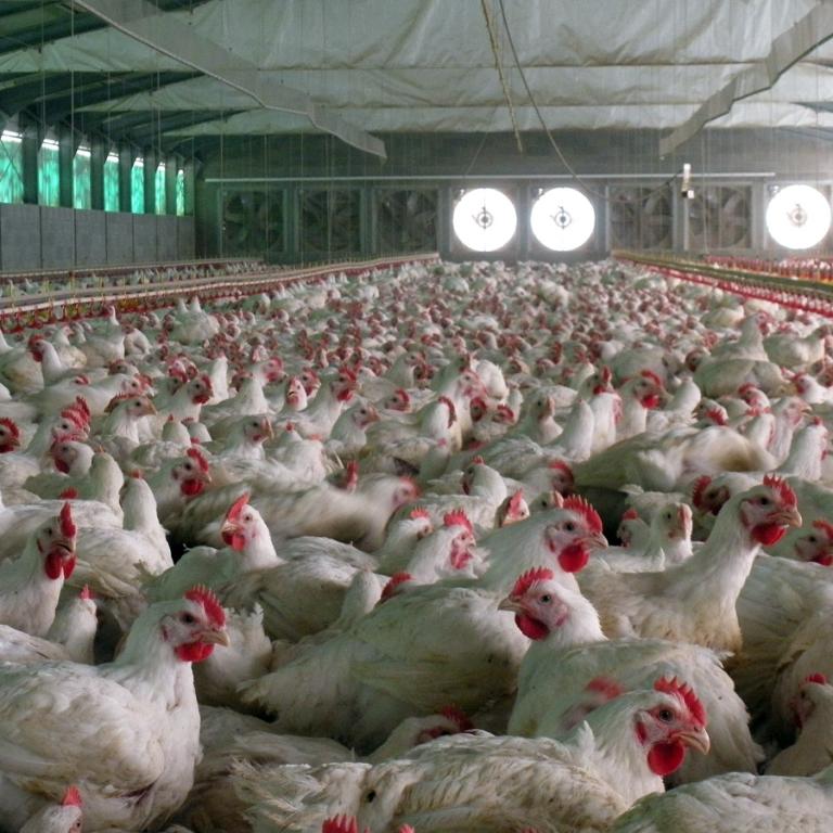 Broilers farm