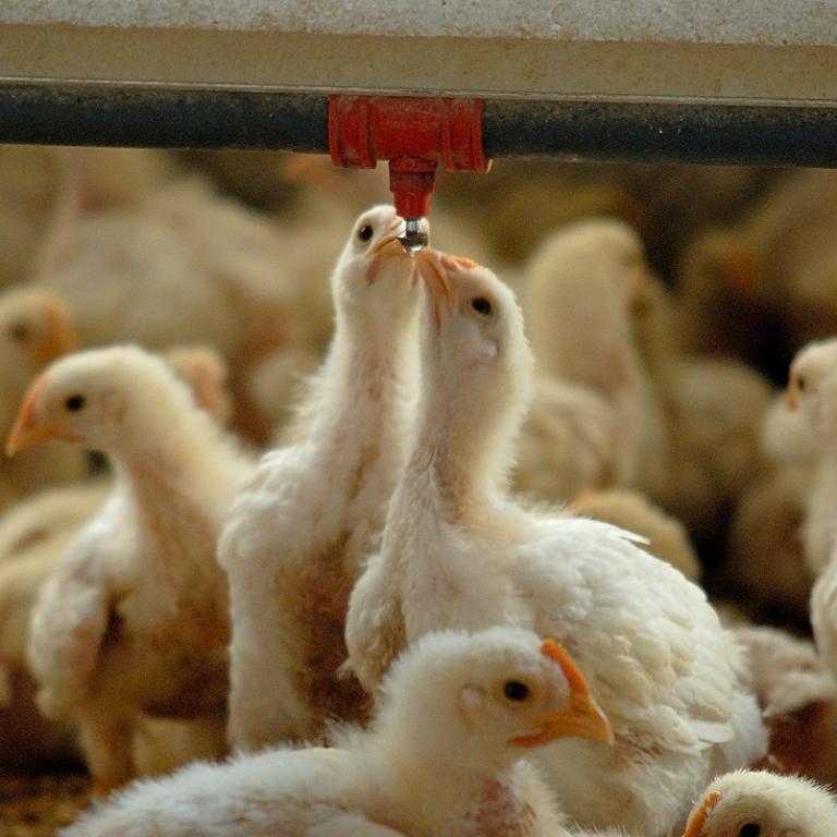 Broilers drinking