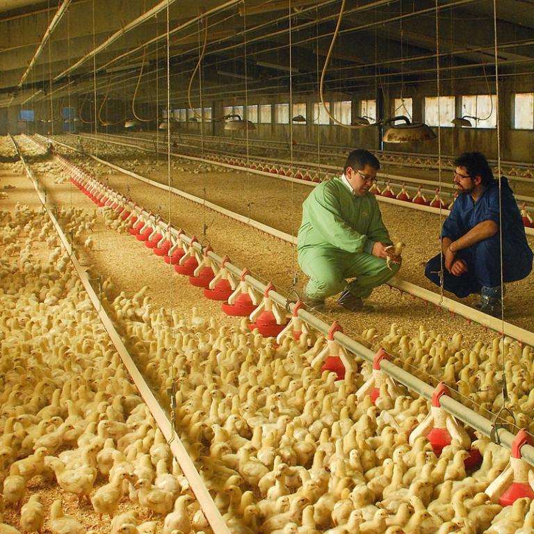Broilers farm
