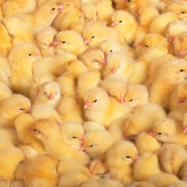 Broilers