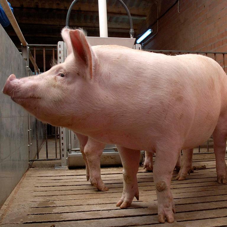 Sow Health