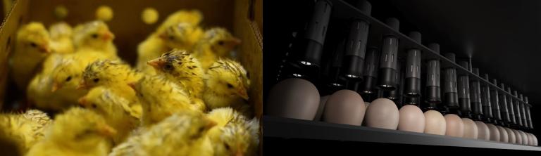 coccidiosis vaccination challenge