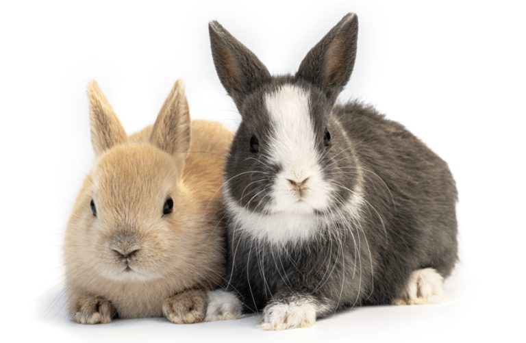 rabbits health