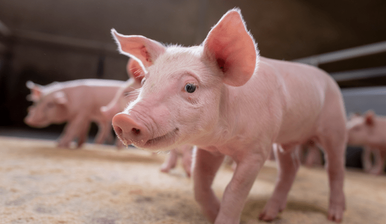 piglet swine