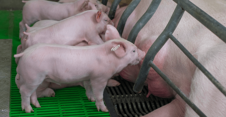 piglet disease