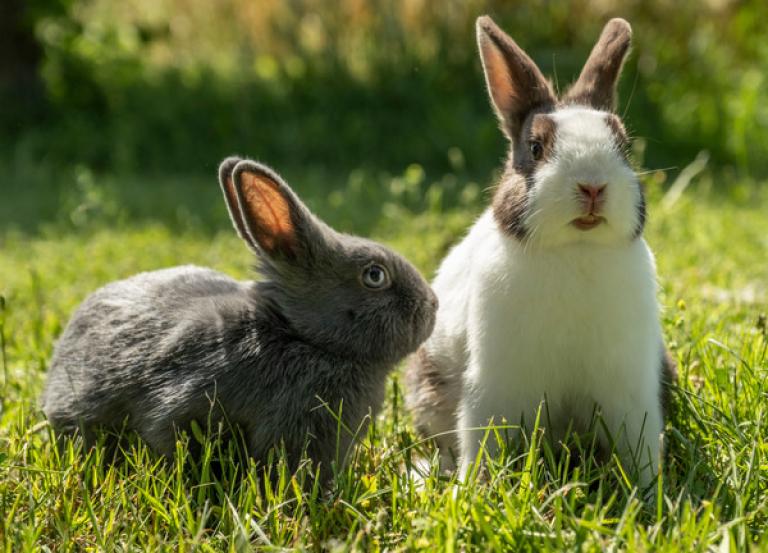 rabbit vaccine