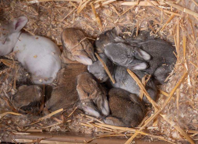 rabbit hemorrhagic disease webinar clinical signs