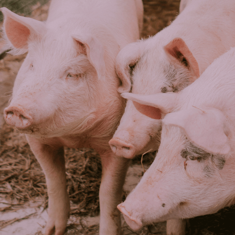 VAX4ASF pigs