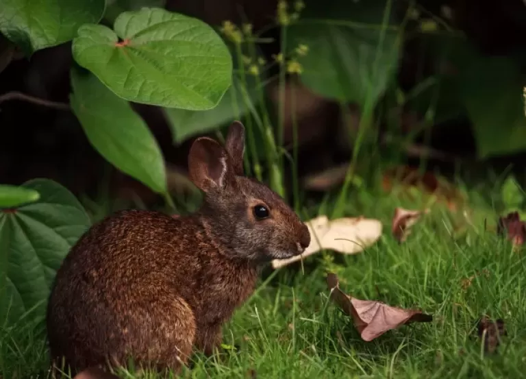 rabbit health